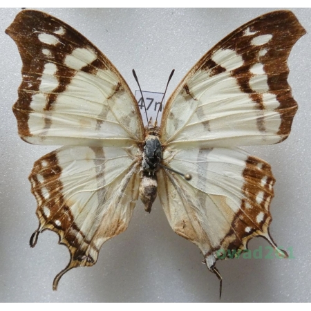 Charaxes zoolina betanimena Lucas, 1872 female Madagascar 57mm47n